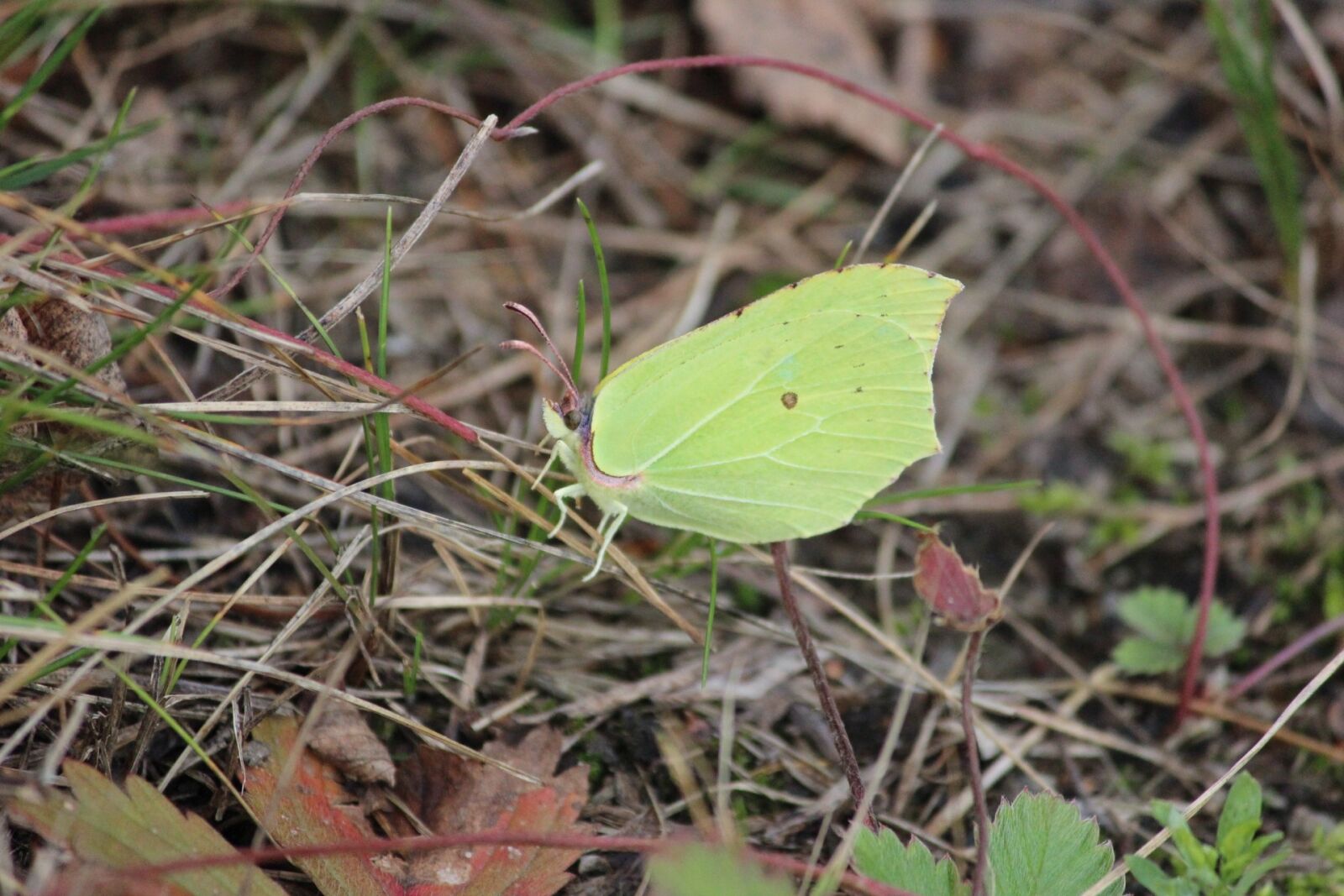 Canon EOS 600D (Rebel EOS T3i / EOS Kiss X5) sample photo. Butterfly, nature, finnish photography