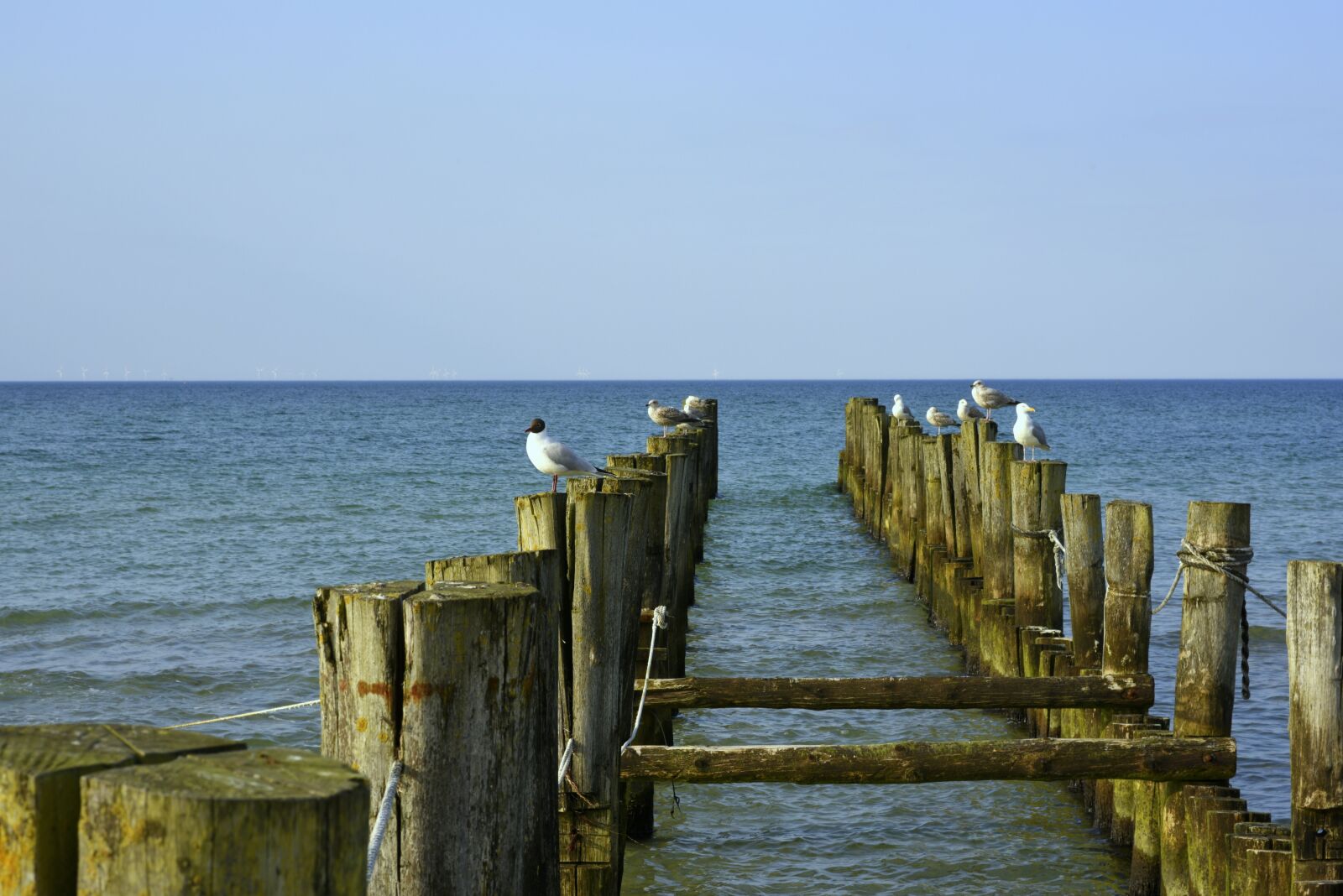 Nikon D810 sample photo. Baltic sea, beach, zingst photography