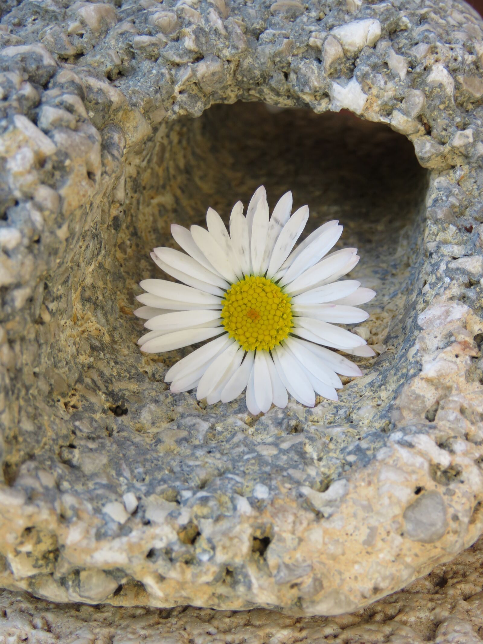 Canon PowerShot SX60 HS sample photo. Daisy, stone, opening photography