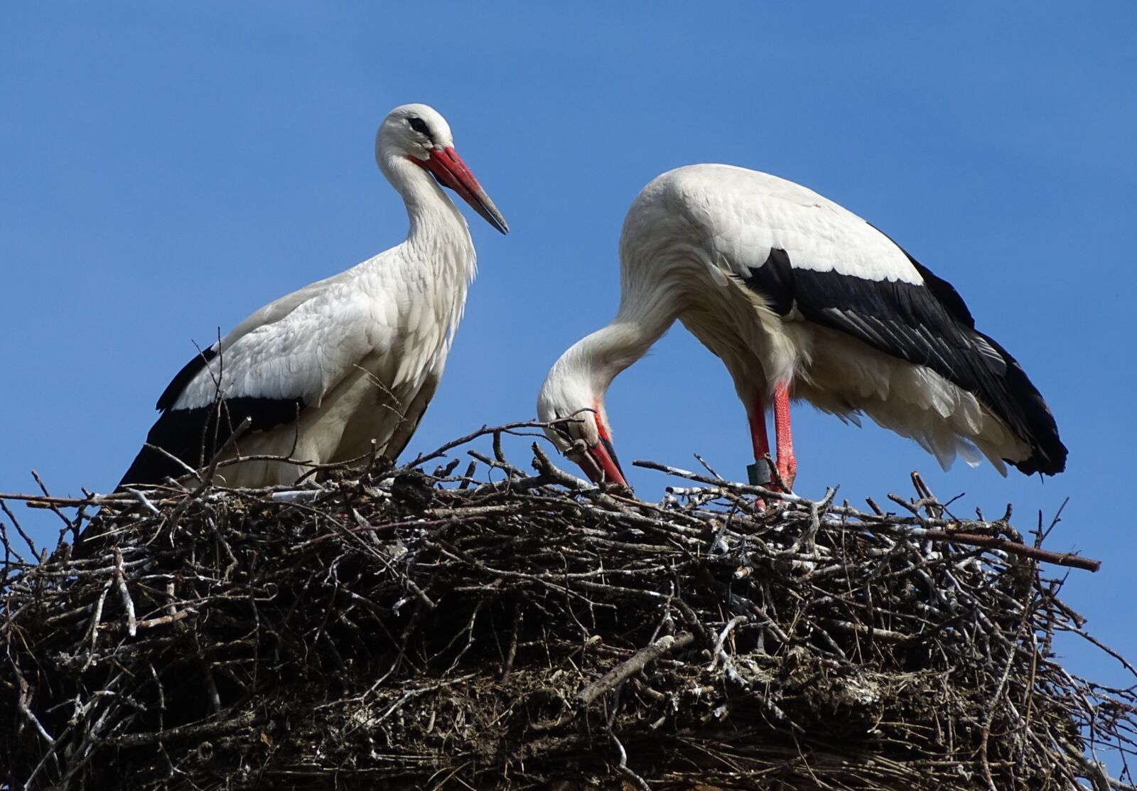 Sony Cyber-shot DSC-HX400V sample photo. Stork, nest, bird photography