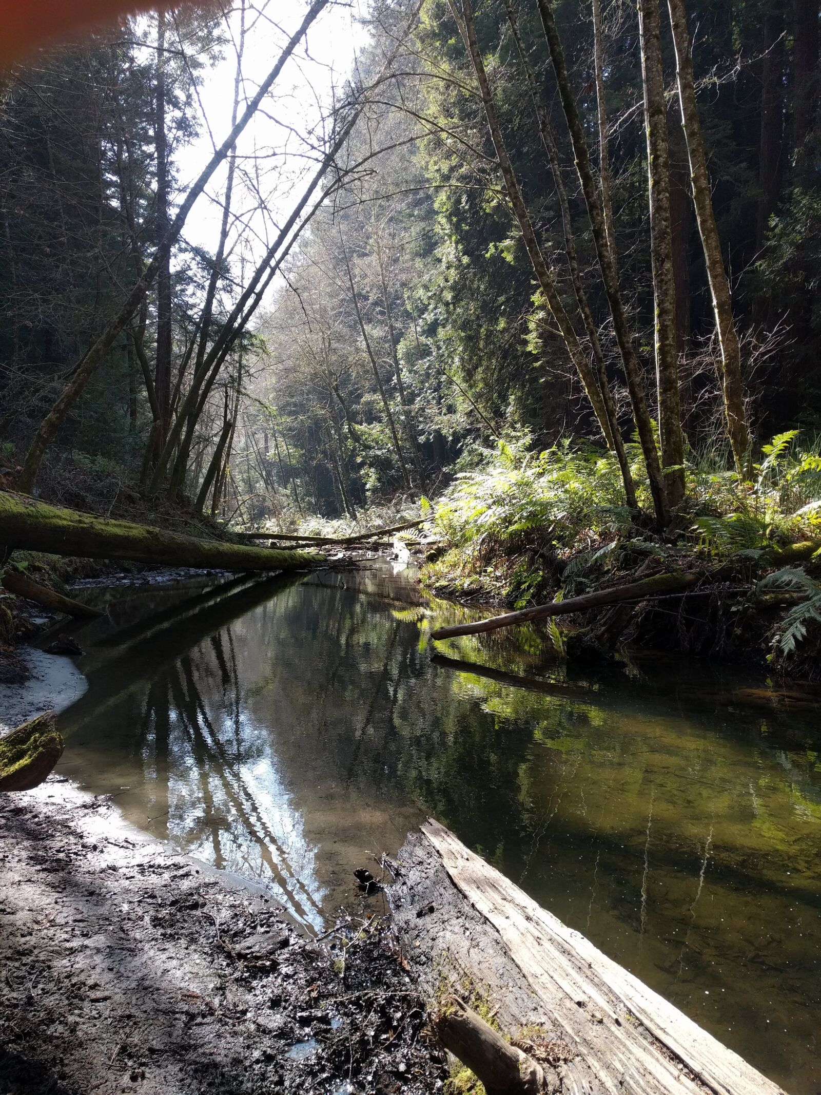 Google Nexus 6P sample photo. Creek, redwoods, nature photography