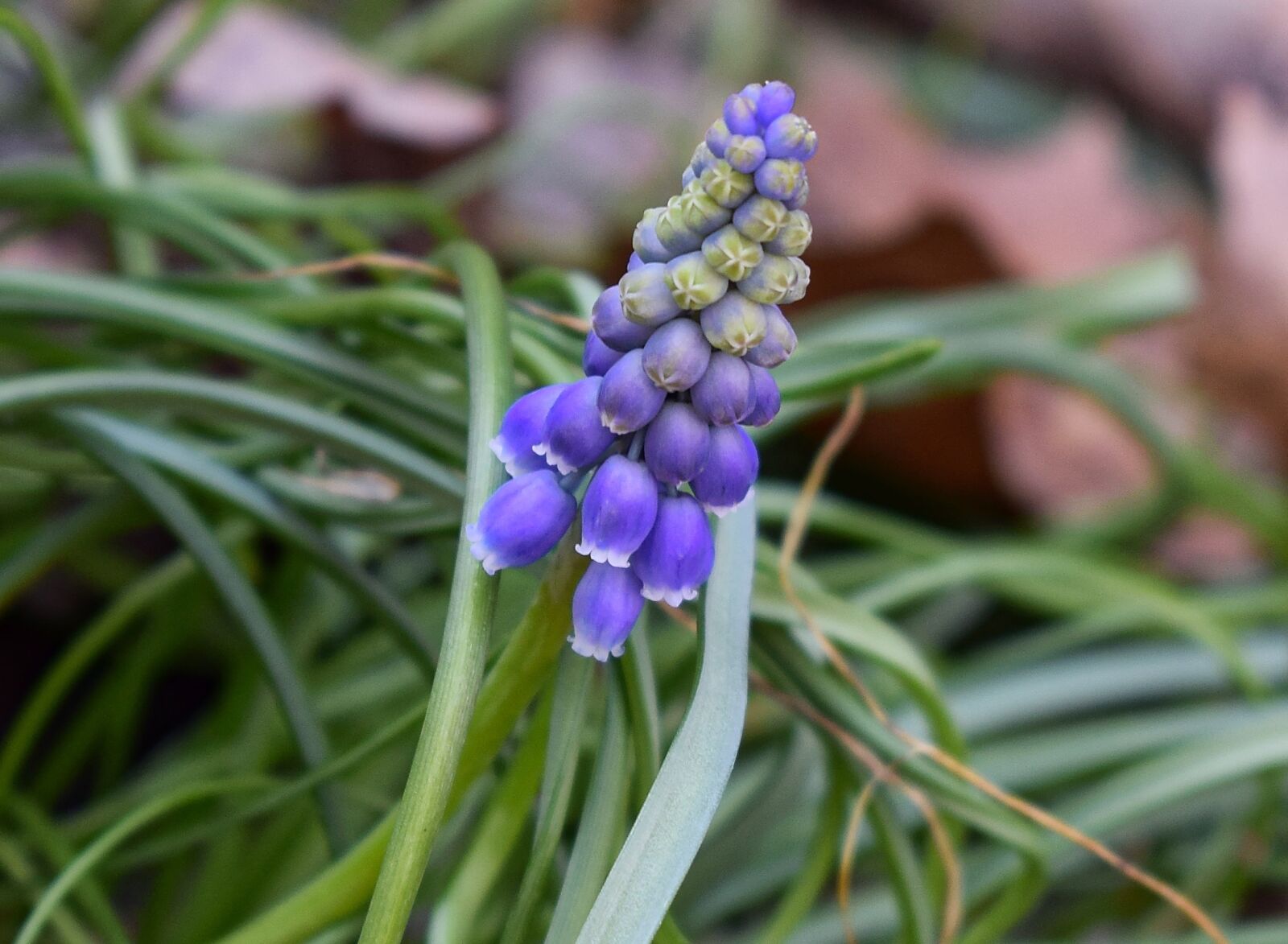 Nikon D3300 sample photo. Opening grape hyacinth, hyacinth photography