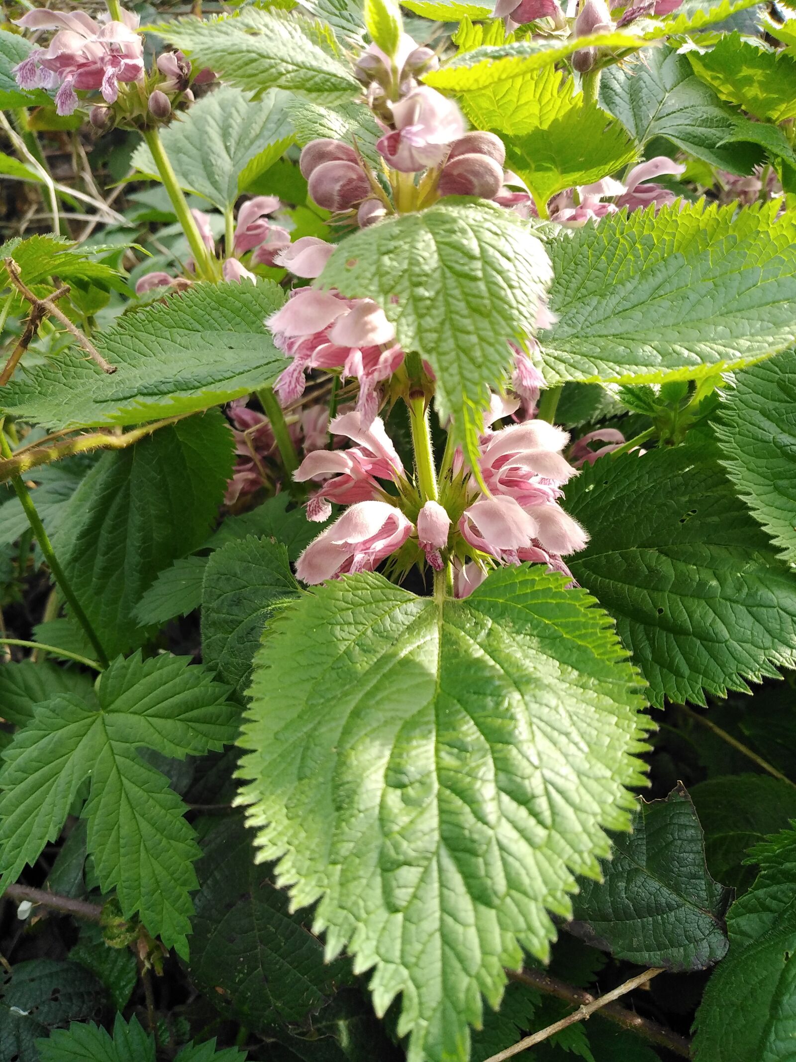 HUAWEI DUB-LX1 sample photo. Nettle, blossom, spring photography