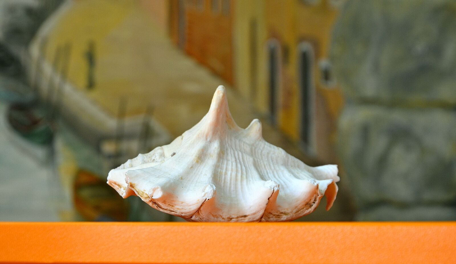 Nikon D5100 sample photo. Shell, background, scene photography