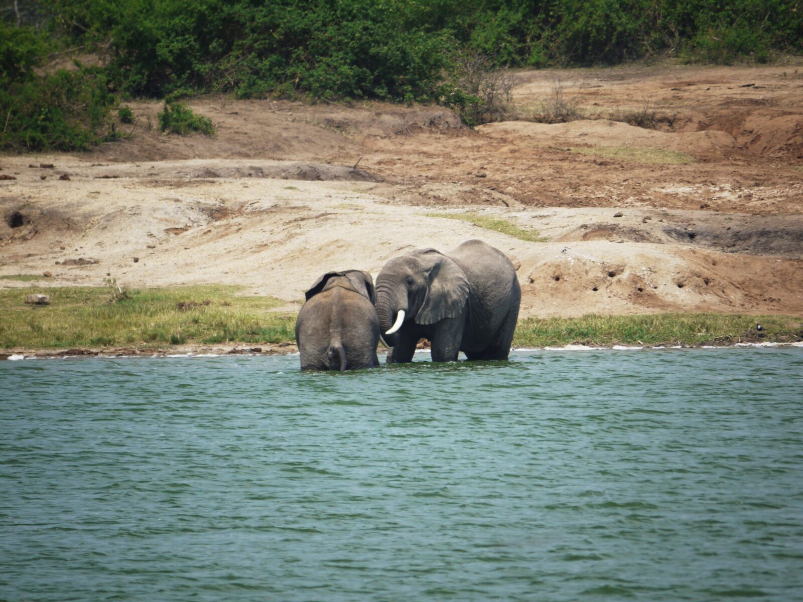 Panasonic Lumix DMC-G1 sample photo. Elephant, swim, play photography