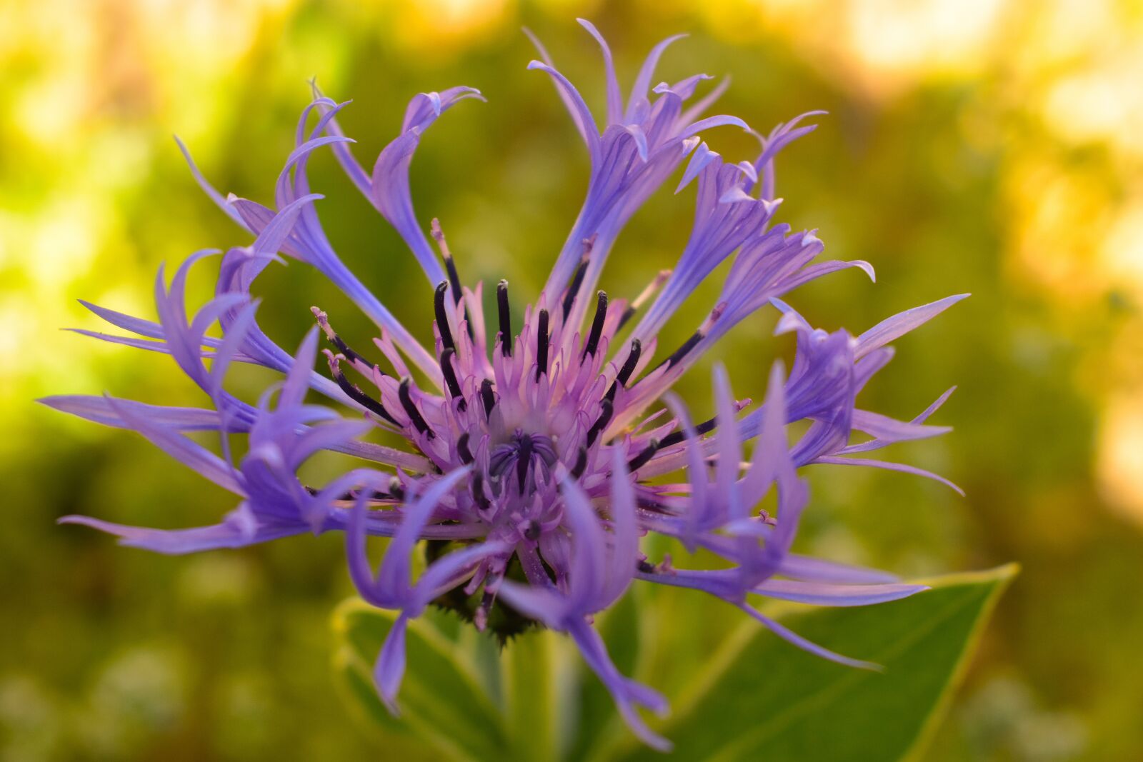 Nikon D3400 sample photo. Spring, sun, flowers photography
