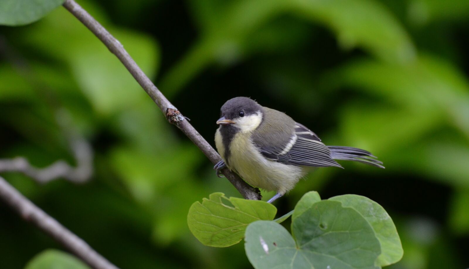 Nikon D5100 sample photo. Tit, bird, branch photography