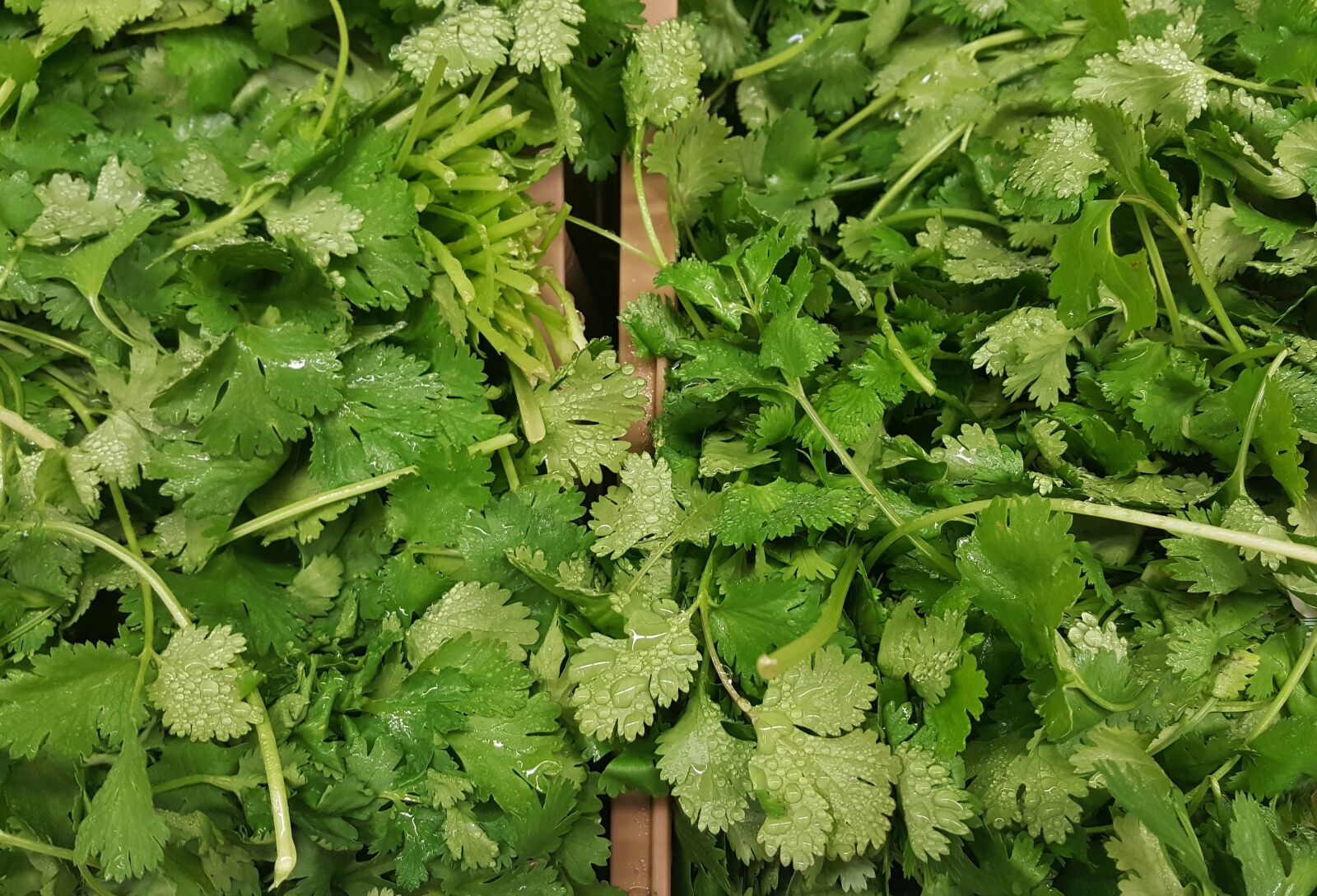 Samsung Galaxy Note5 sample photo. Cilantro, coriander, herbs photography