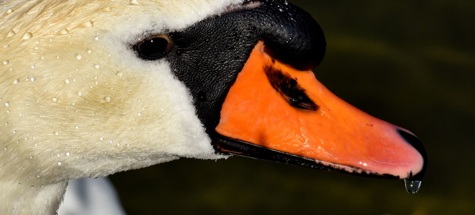 Nikon D7200 sample photo. Swan, water bird, nature photography