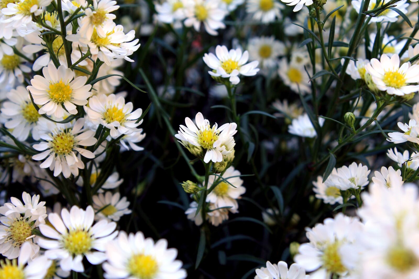 Canon EOS 1100D (EOS Rebel T3 / EOS Kiss X50) sample photo. Daisies, margaridinhas, flowers photography