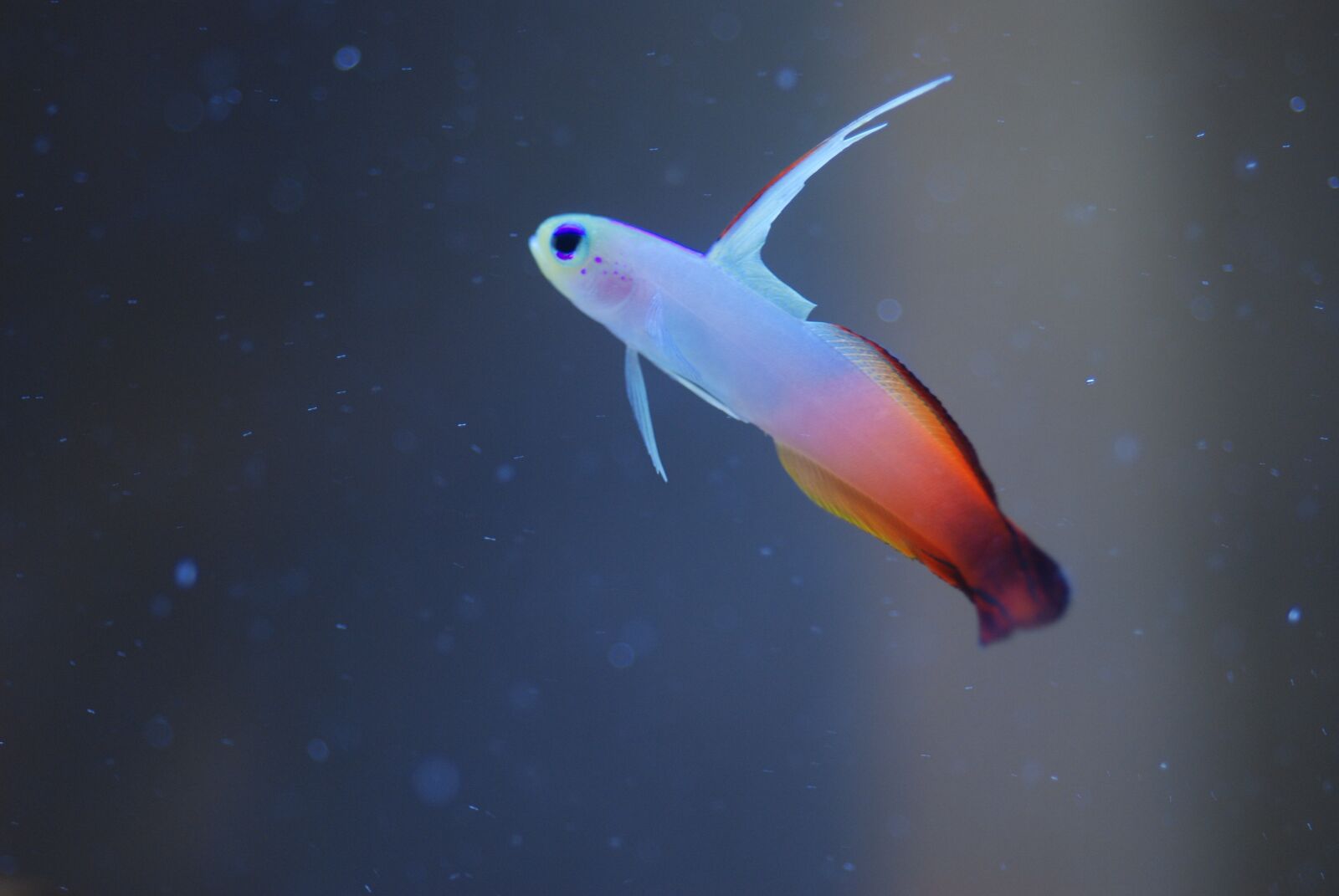Nikon D80 sample photo. Grouper a type of photography