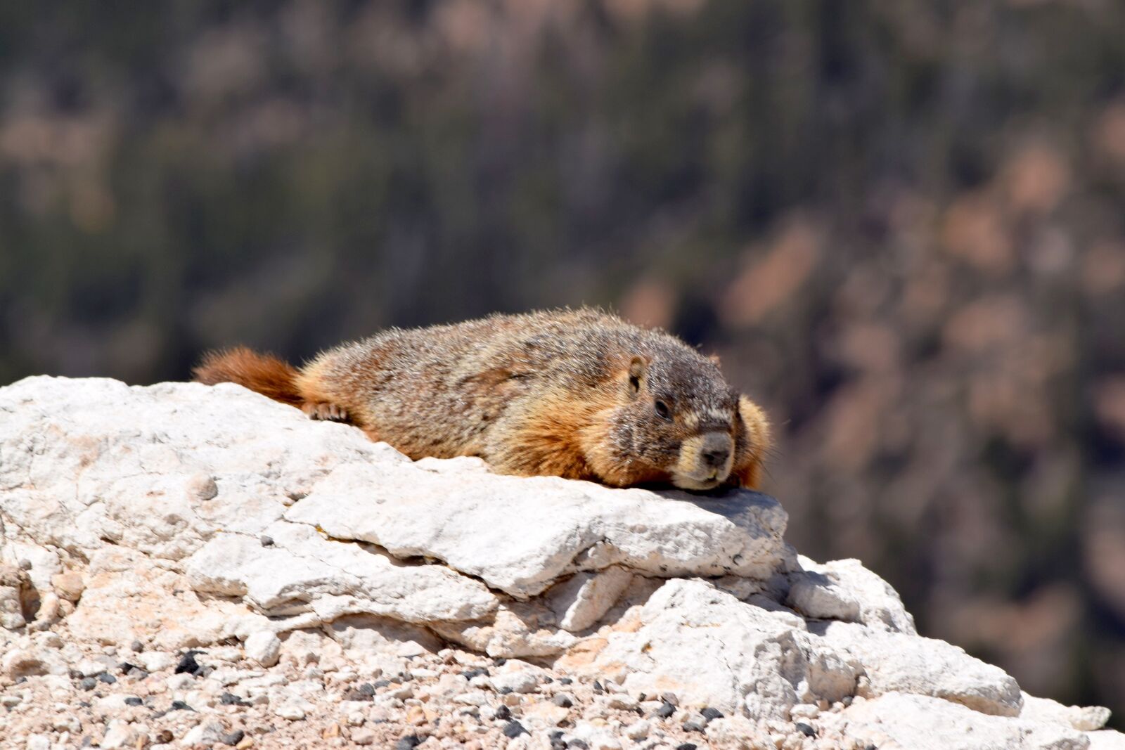 Nikon D5300 sample photo. Yellow bellied marmot, wildlife photography