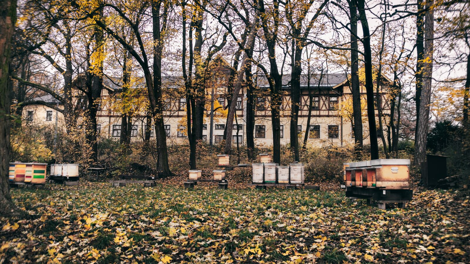 Olympus OM-D E-M1 + Olympus M.Zuiko Digital ED 12-40mm F2.8 Pro sample photo. Beehive, forest, autumn photography