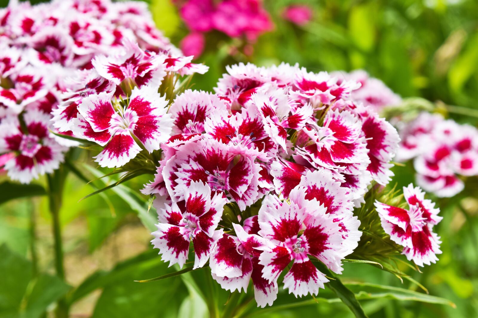 Nikon D3300 sample photo. Flower, sweet william, nature photography