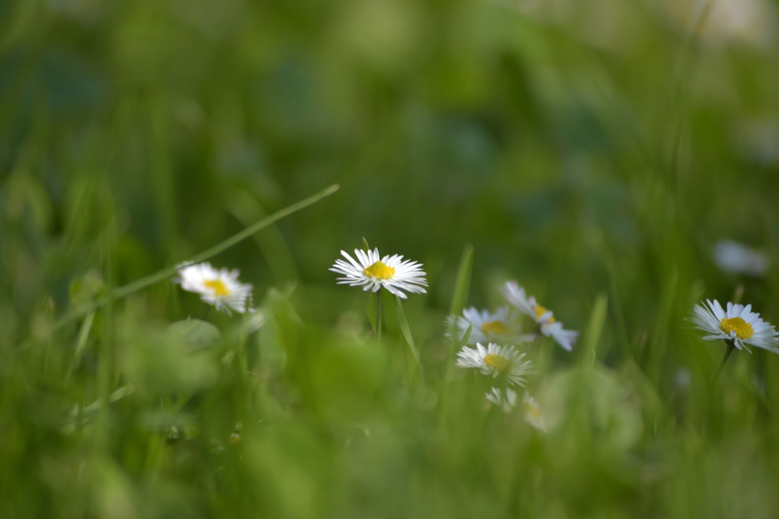 Nikon D3400 sample photo. Garden landscape, cantabria, spring photography