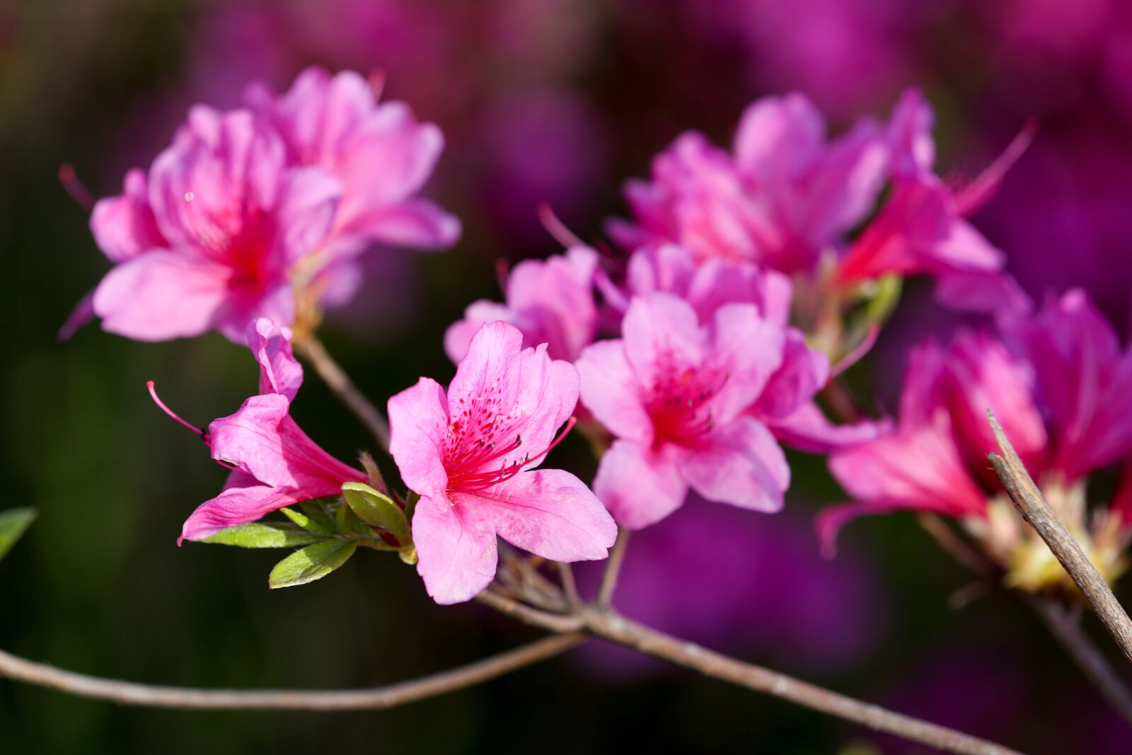 Canon EOS 5D Mark III sample photo. Azalea, flowers, nature photography