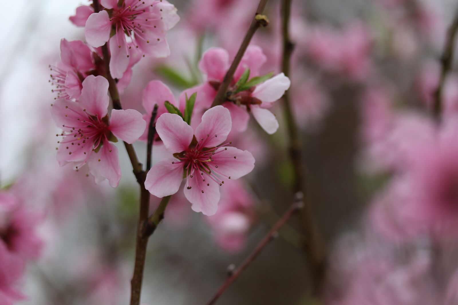 Canon EF-S 60mm F2.8 Macro USM sample photo. Flowers, pink, casey photography