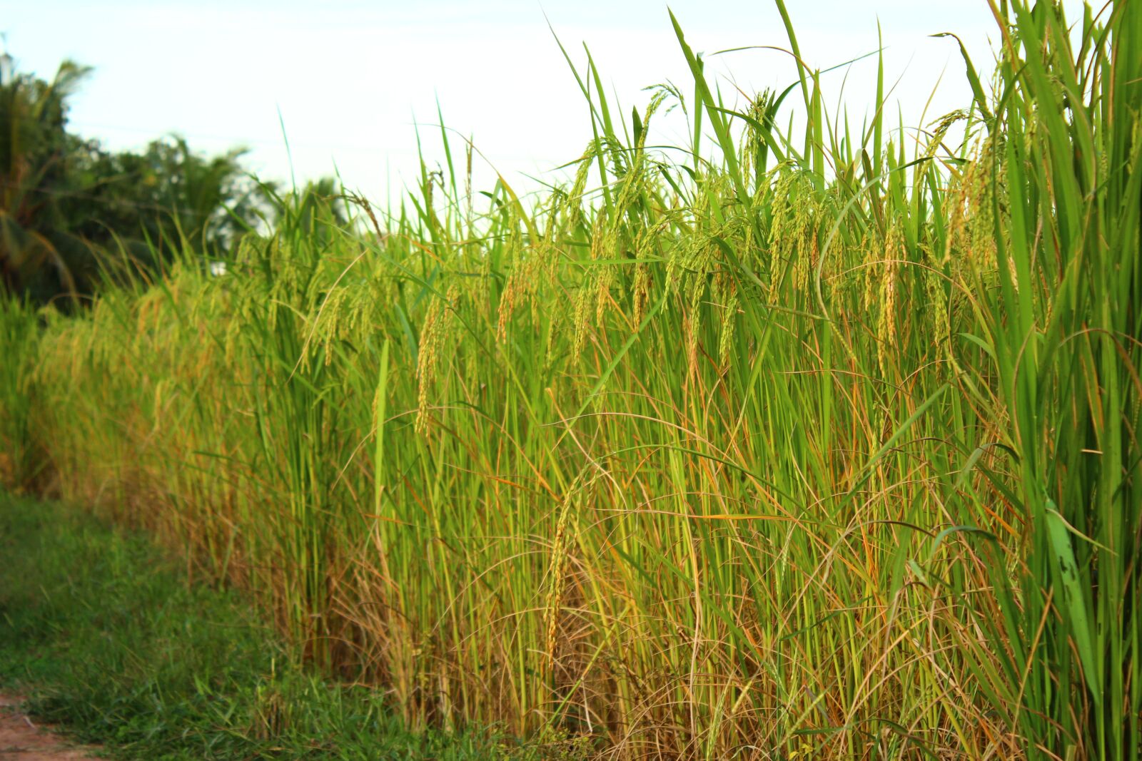 Canon EOS 600D (Rebel EOS T3i / EOS Kiss X5) sample photo. Rice, field, nature photography