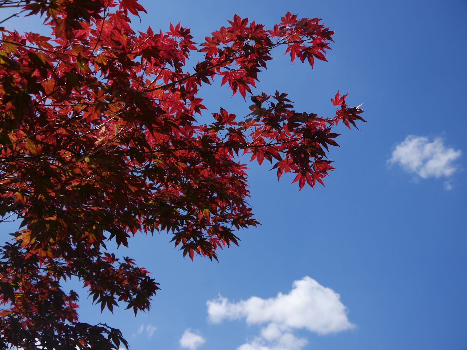 Panasonic DMC-G70 sample photo. Leaves, tree, red leaves photography