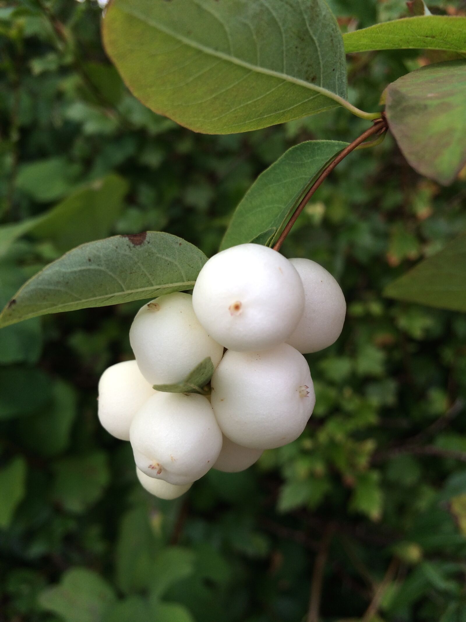 iPhone 5s back camera 4.12mm f/2.2 sample photo. White, berry, bush photography