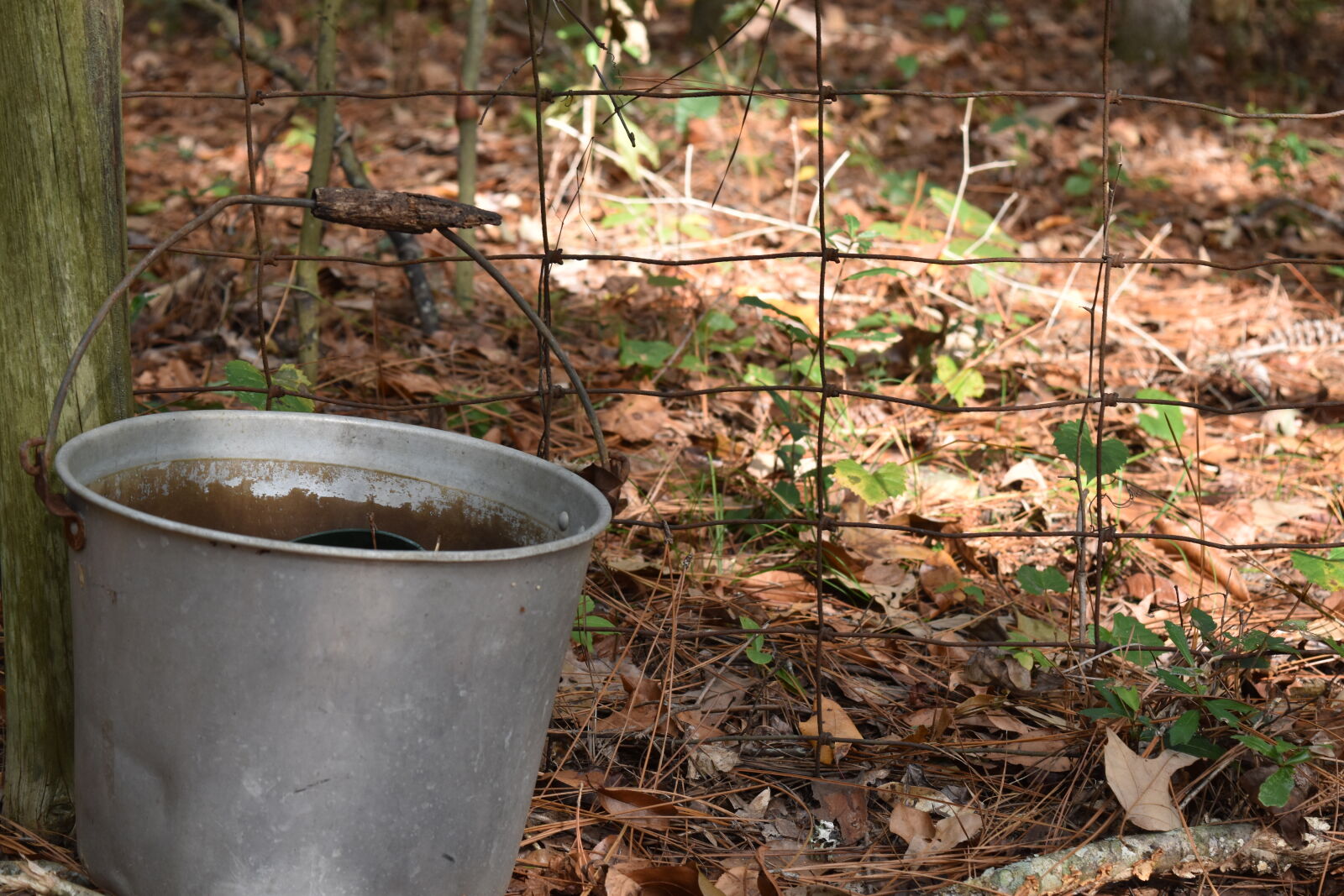 Nikon D5500 sample photo. Bucket photography