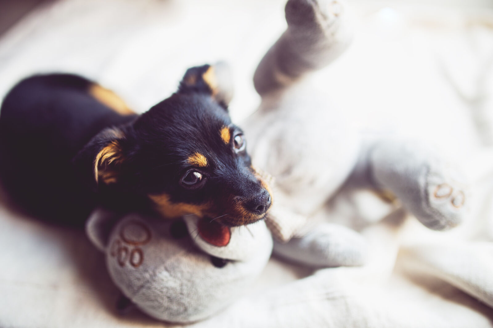 Canon EOS 6D + Sigma 35mm F1.4 DG HSM Art sample photo. Puppy, with, teddy, bear photography