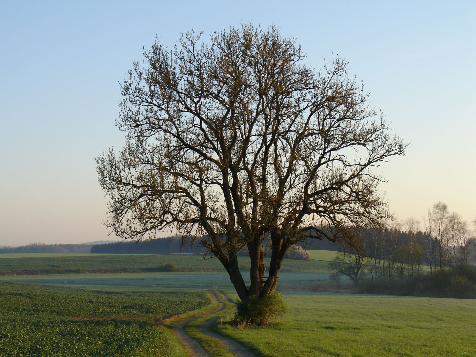Sony DSC-V3 sample photo. Tree, landscape, nature photography