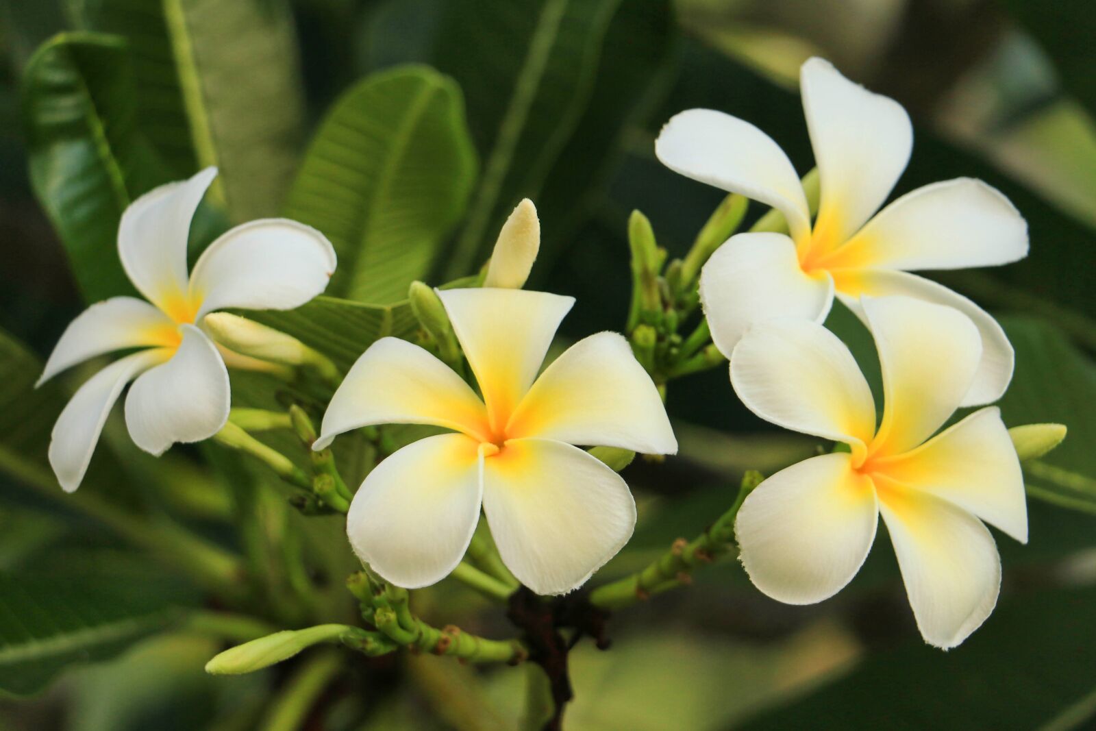 Canon EOS 70D sample photo. Leelawadee, nature, white flowers photography