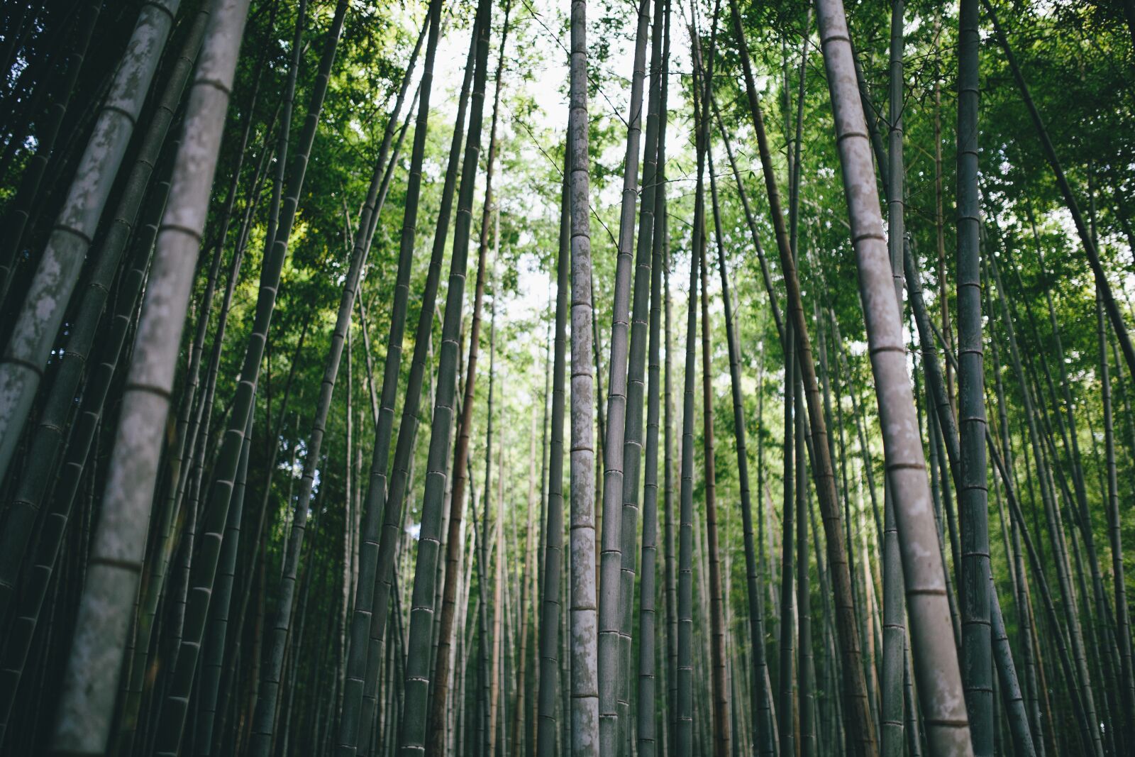Canon EOS 5D Mark III sample photo. Bamboo, branch, daylight photography
