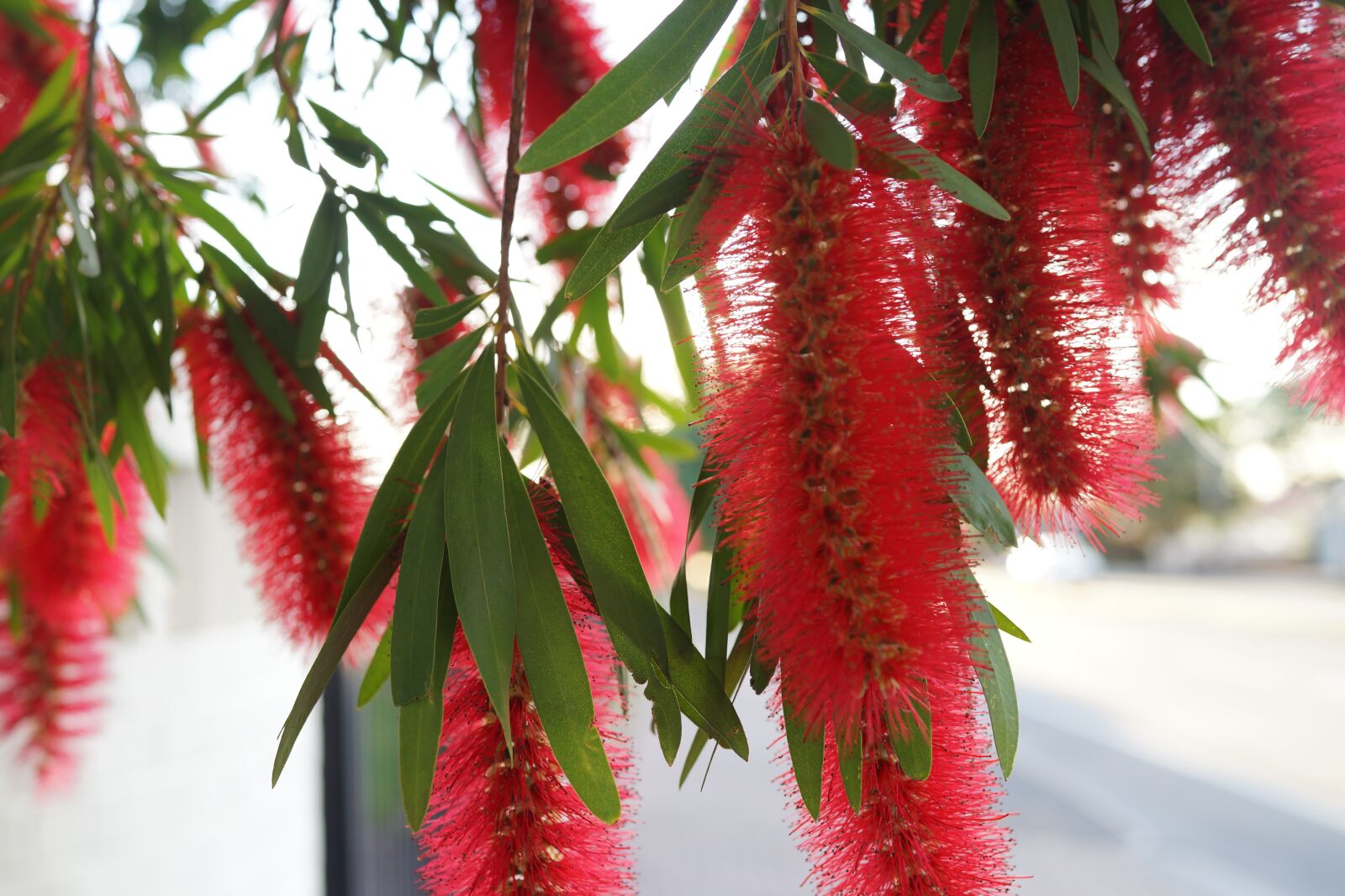 Sony Cyber-shot DSC-RX1R sample photo. Bottle brush flower, red photography