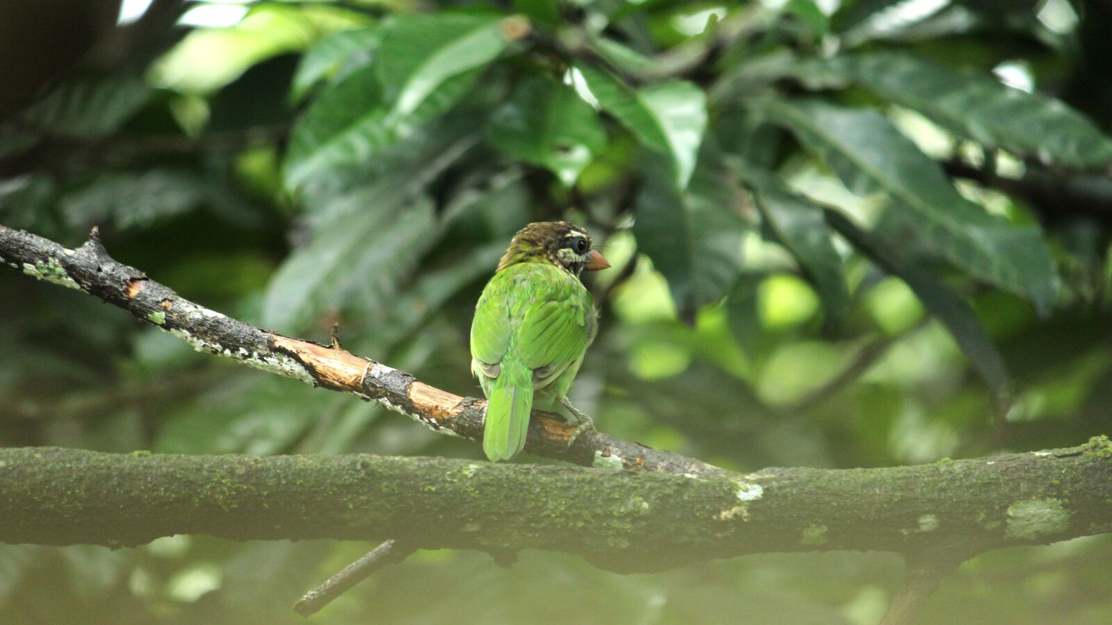 Canon EOS 1300D (EOS Rebel T6 / EOS Kiss X80) sample photo. Barbet, bird, avian photography