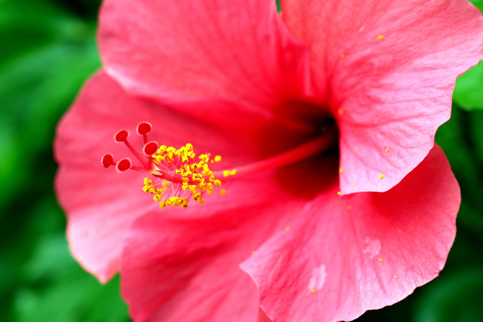 Canon EOS 70D + Canon EF 50mm F1.8 STM sample photo. Flower, pink, yellow photography
