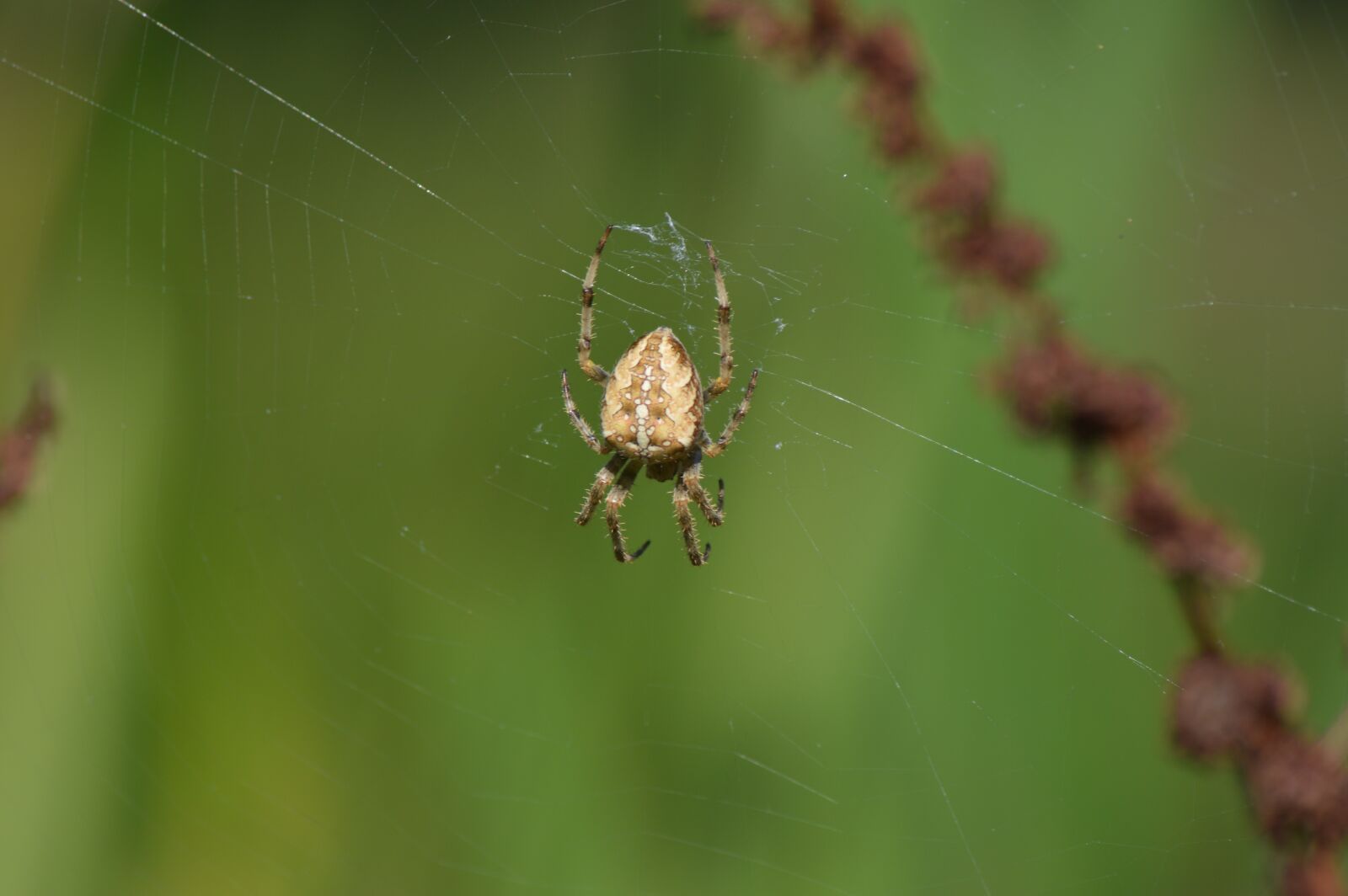 Nikon D3200 sample photo. Spider, insect, animal photography