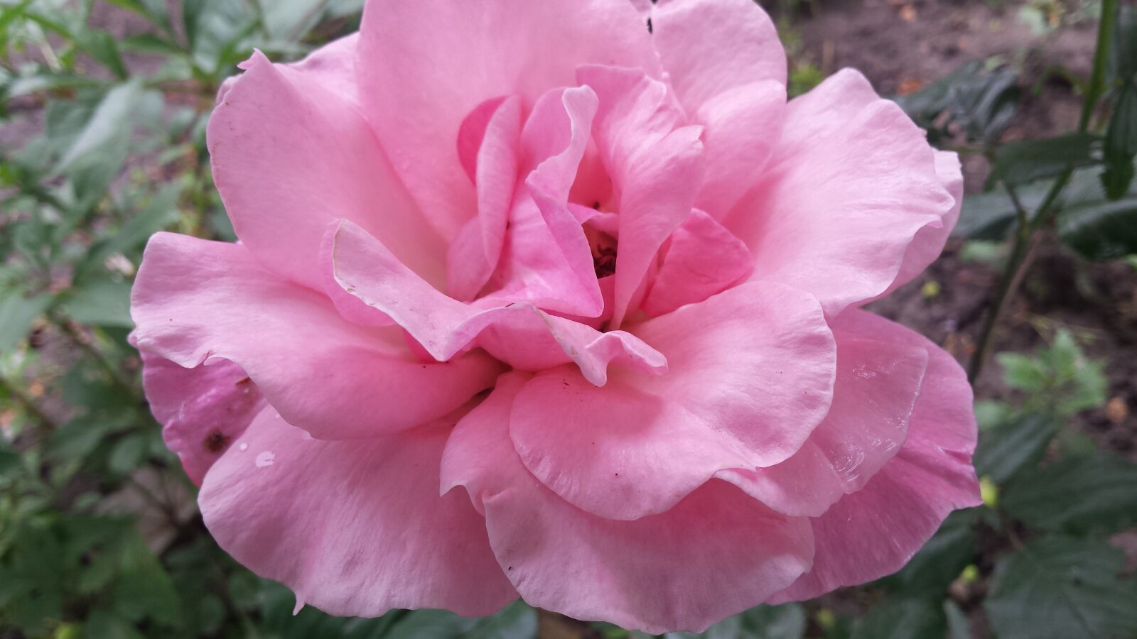 Samsung Galaxy S4 sample photo. Rose, flower, pink rose photography