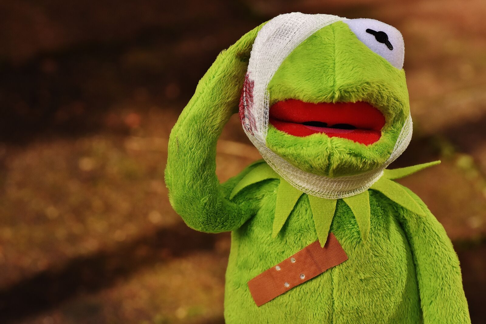 Nikon D7200 sample photo. Kermit, first aid, injured photography