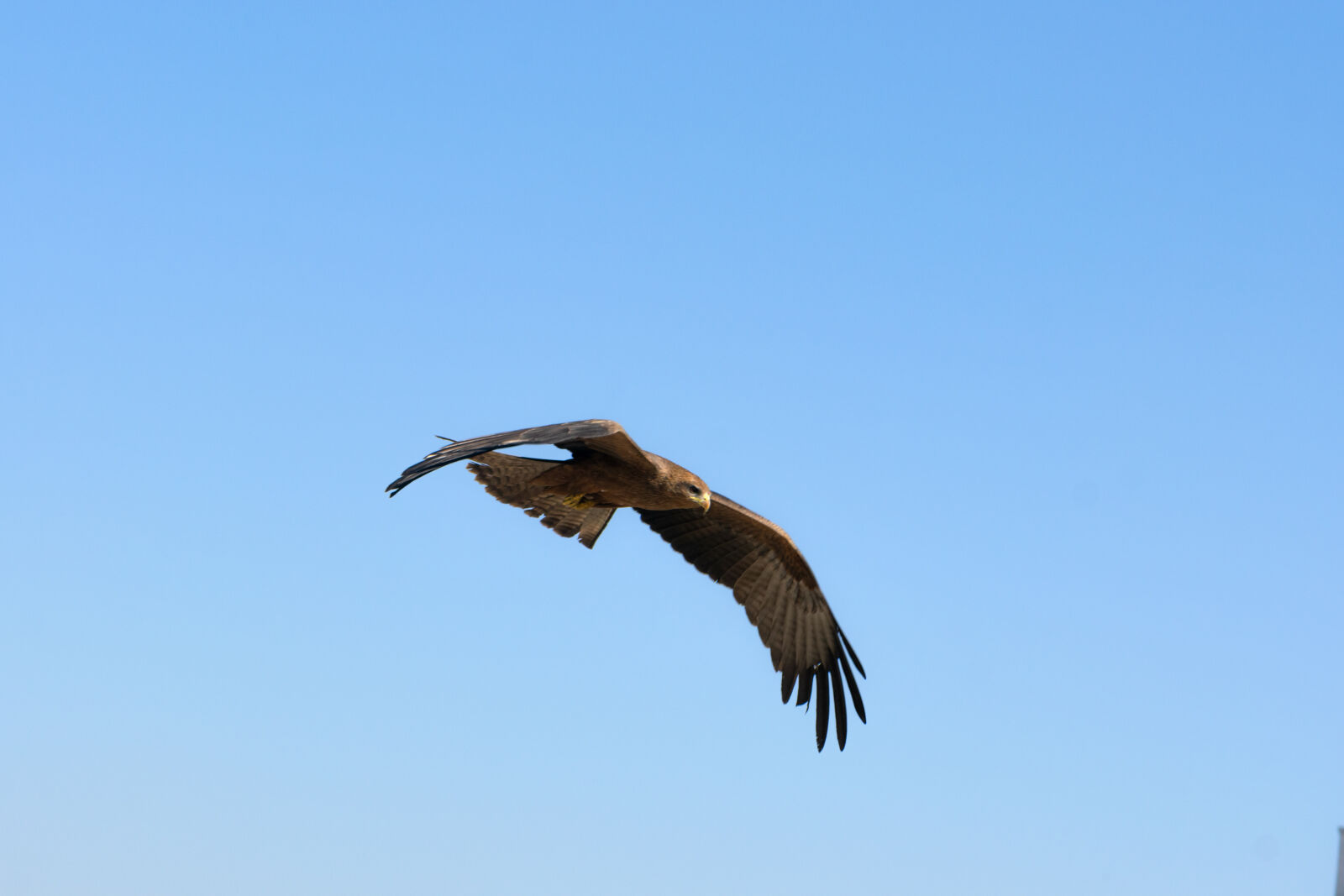 Nikon D3300 sample photo