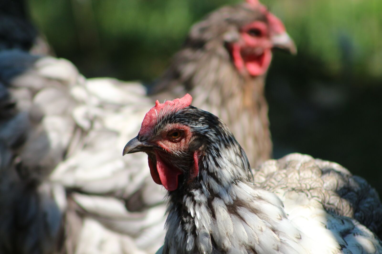 Canon EF75-300mm f/4-5.6 sample photo. Chicken, hen, poultry photography