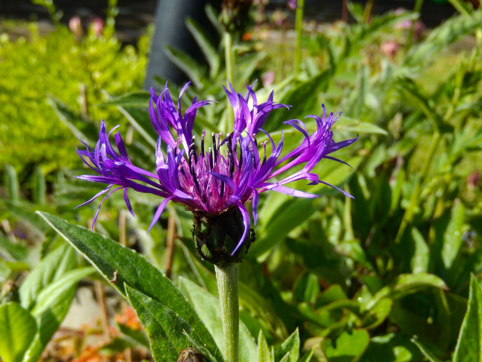 Nikon Coolpix S9500 sample photo. Cornflower, cyanus segetum, plant photography
