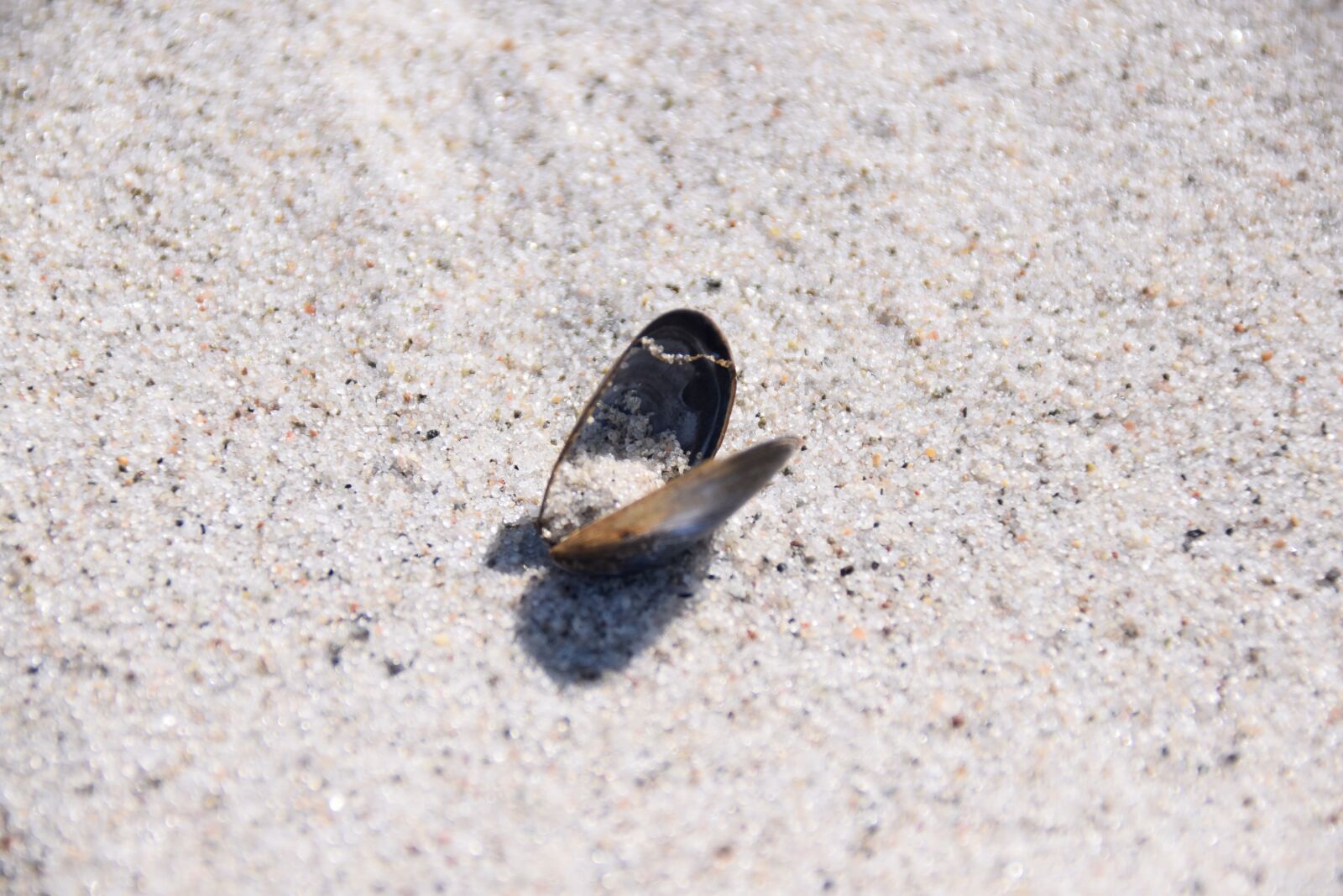 Nikon D5300 sample photo. Shell, sand, beach photography
