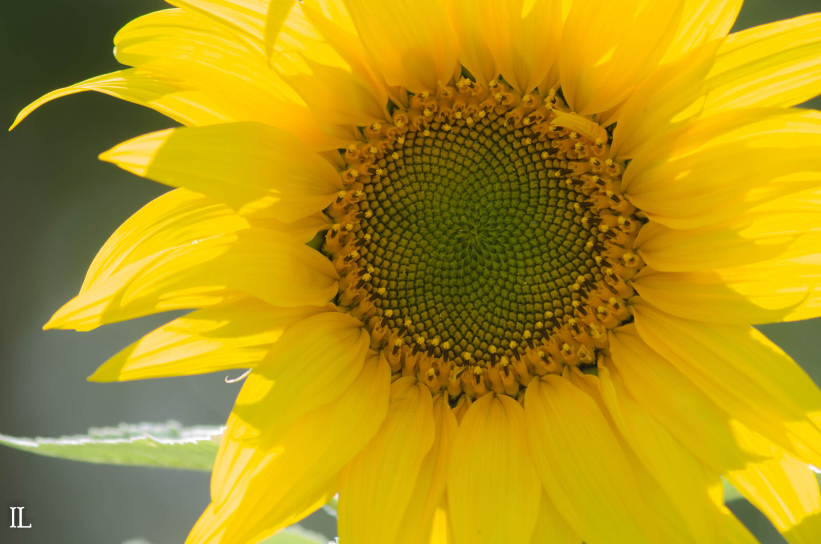 Tamron SP 70-300mm F4-5.6 Di VC USD sample photo. Flower, sunflower, yellow, flower photography