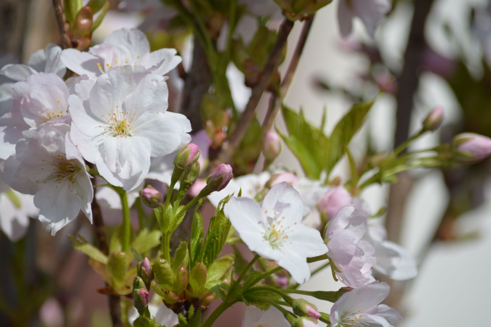 Nikon D7100 sample photo. Blossom, bloom, spring photography