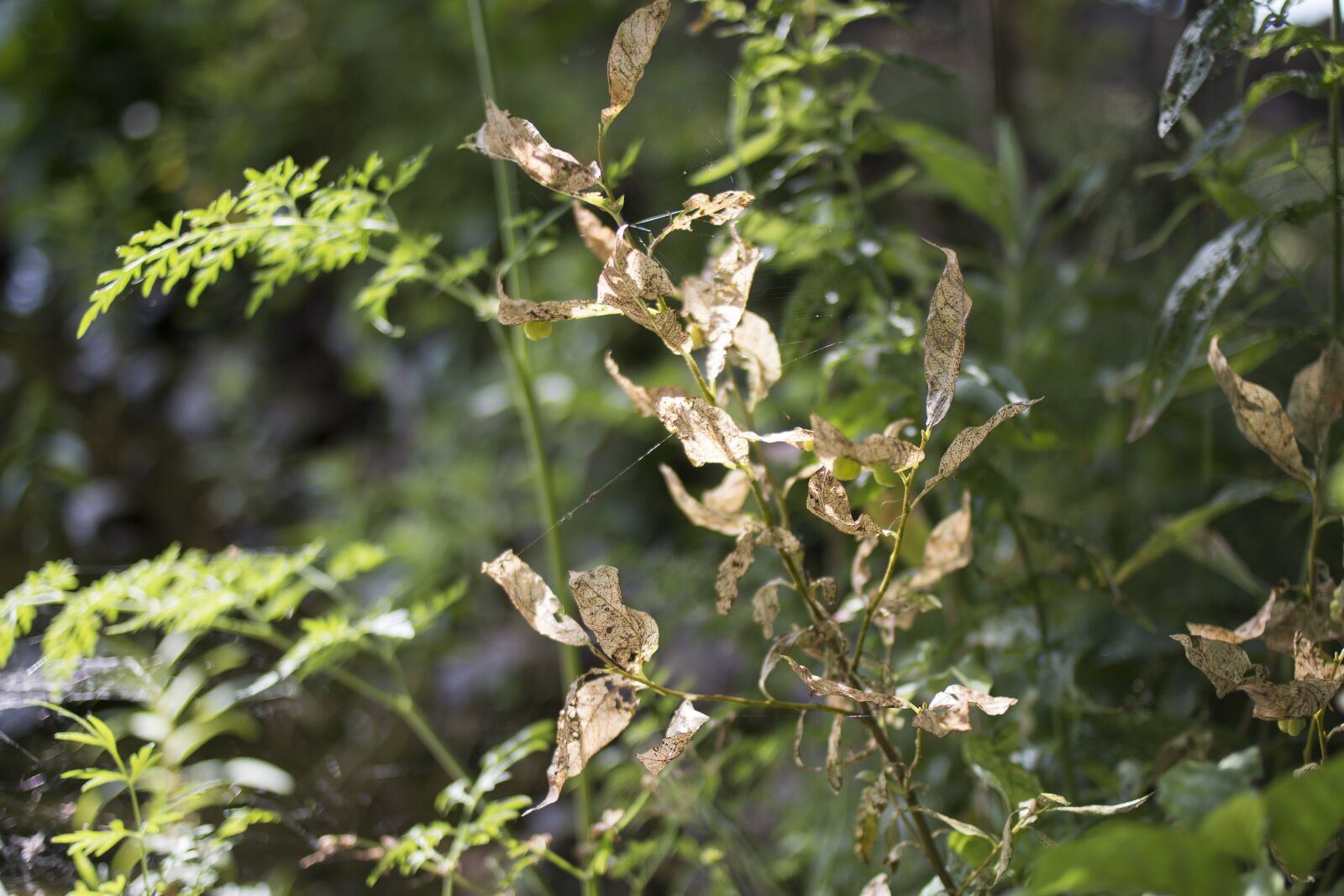 Canon EOS 70D + Canon EF 35mm F2 sample photo. Beach, lake, plant photography
