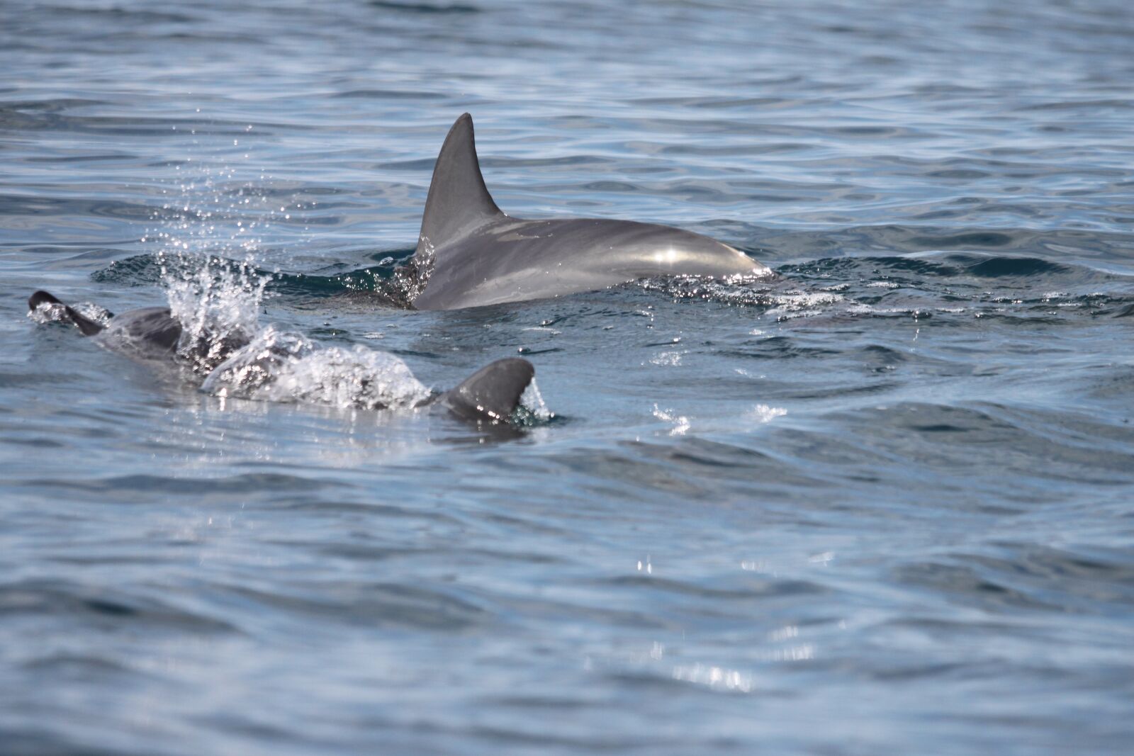 Canon EOS 500D (EOS Rebel T1i / EOS Kiss X3) sample photo. Dorsal fin, dolphins, marine photography