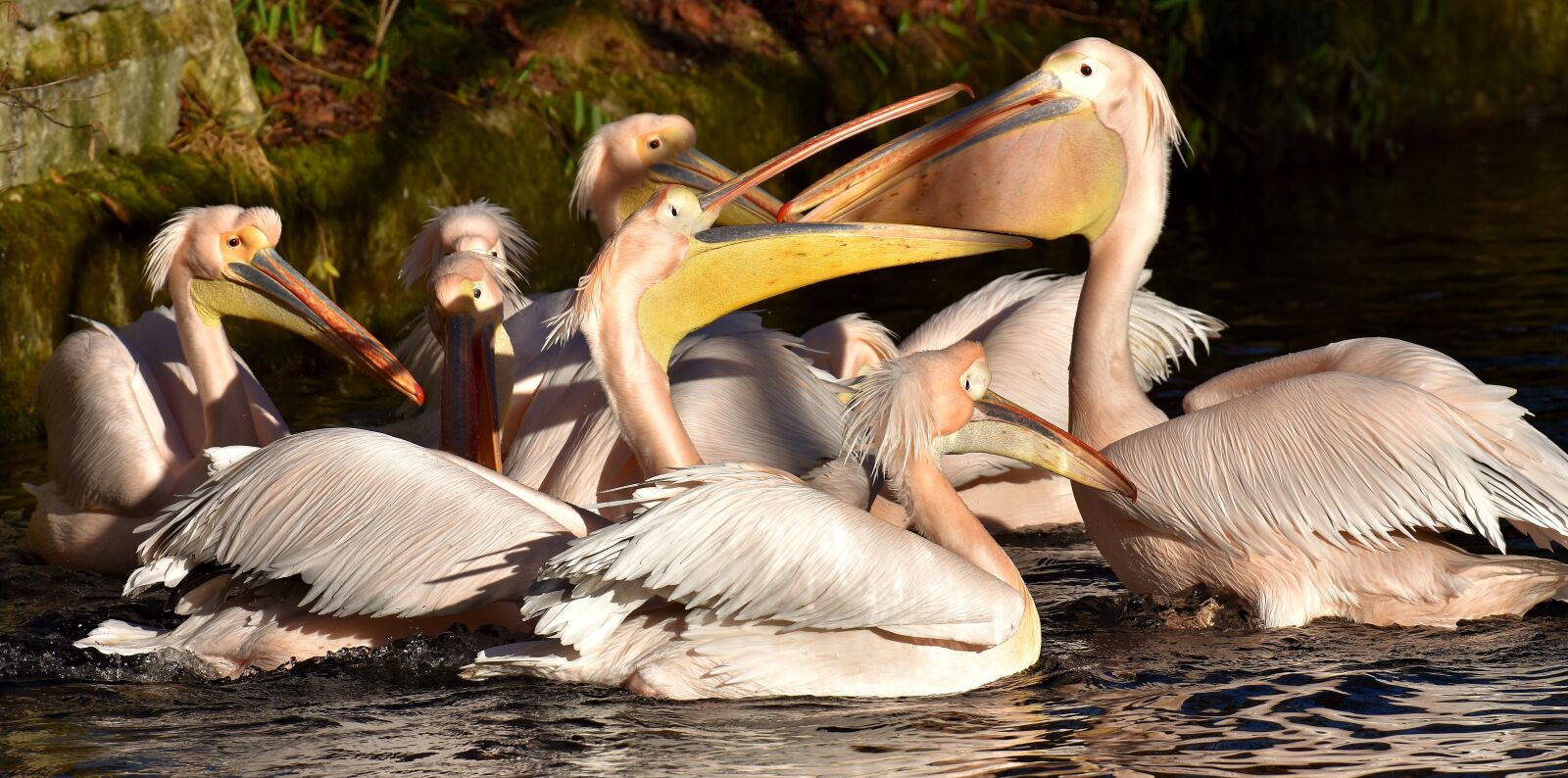 Nikon D7200 sample photo. Pelikan, bird, bill photography