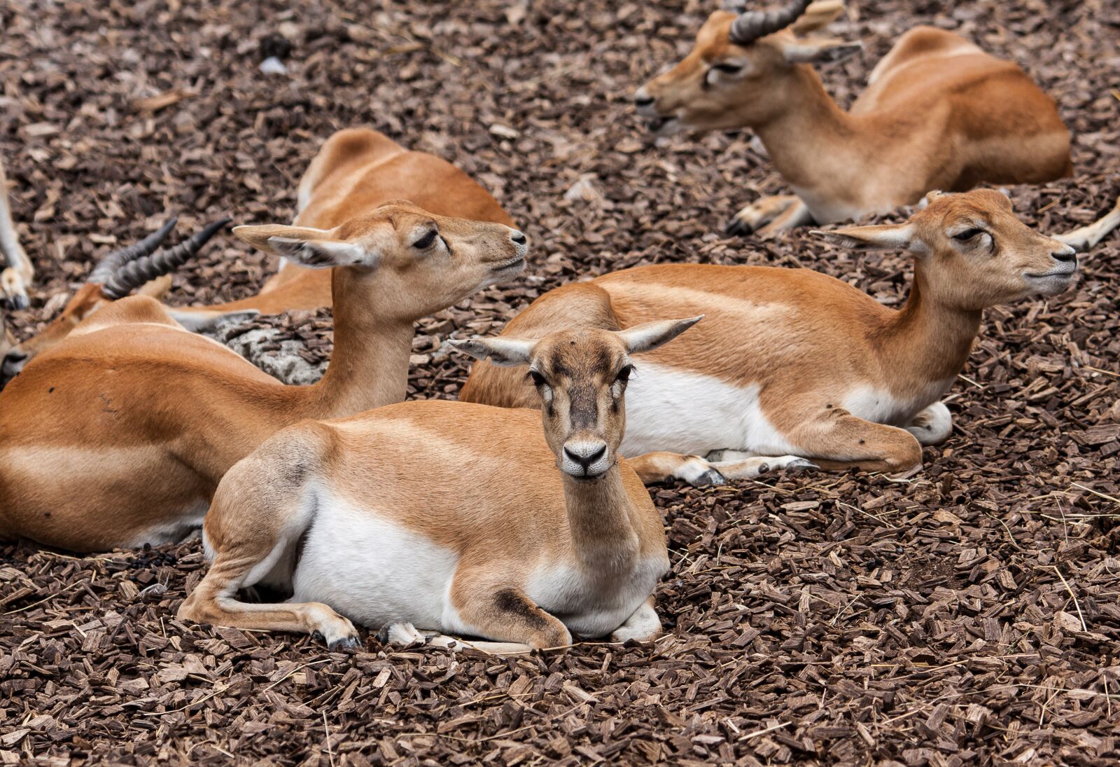 Canon EOS 50D sample photo. Stag-goat-antelope, antelope, animal photography