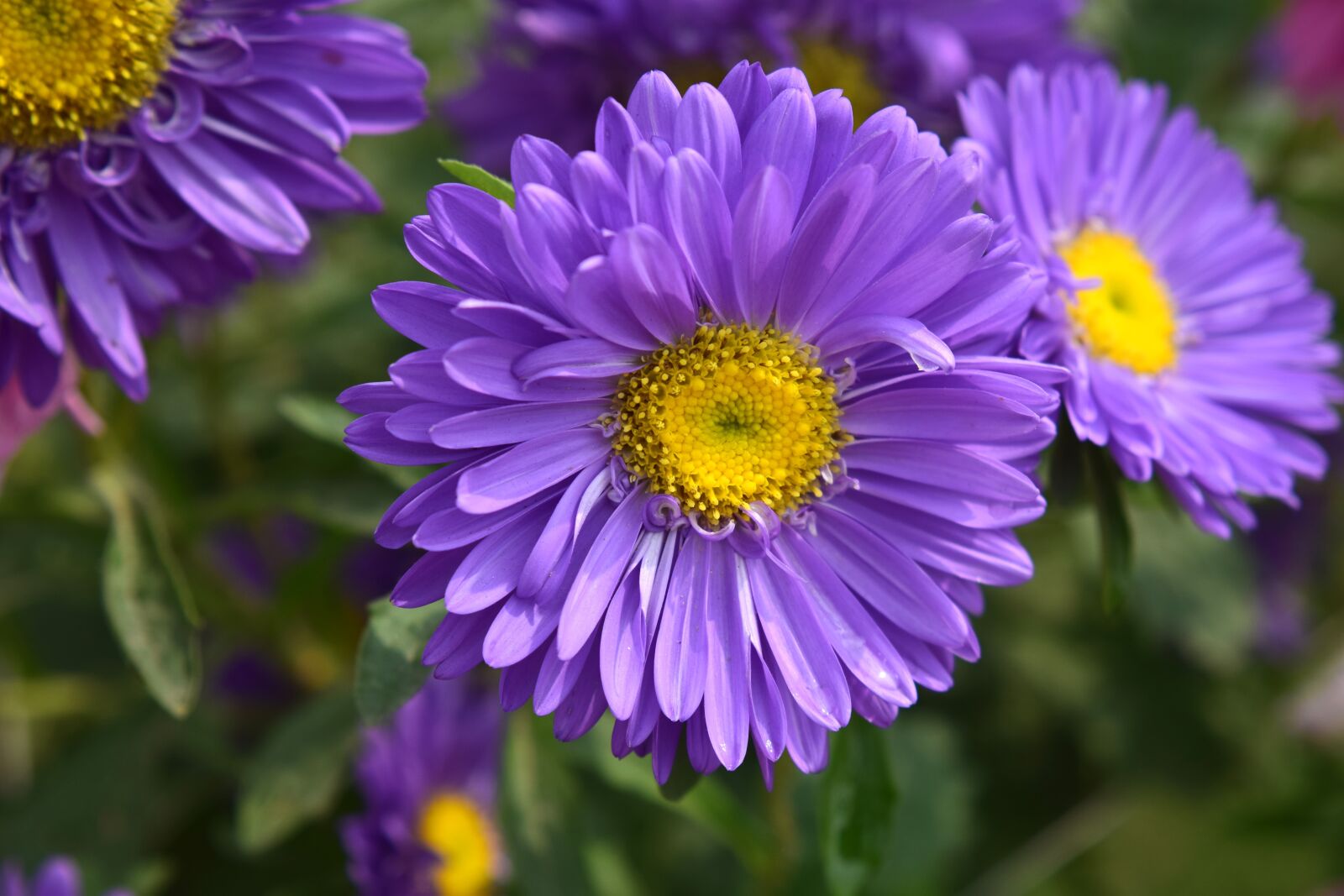 Nikon D5300 sample photo. Flower, petals, pistil photography