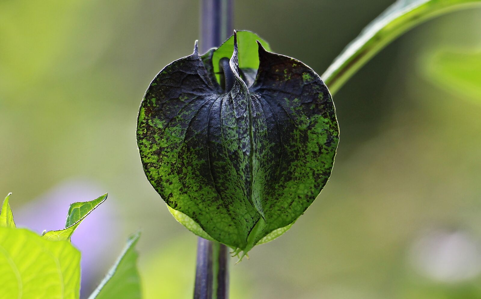 Canon EOS 550D (EOS Rebel T2i / EOS Kiss X4) sample photo. Poison berry, blue lantern photography