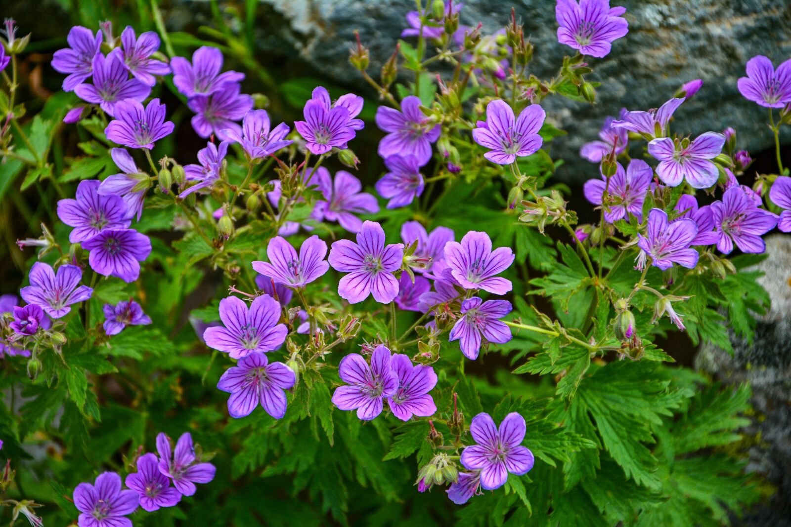 Nikon D7100 sample photo. Nature flowers, close-up, detail photography