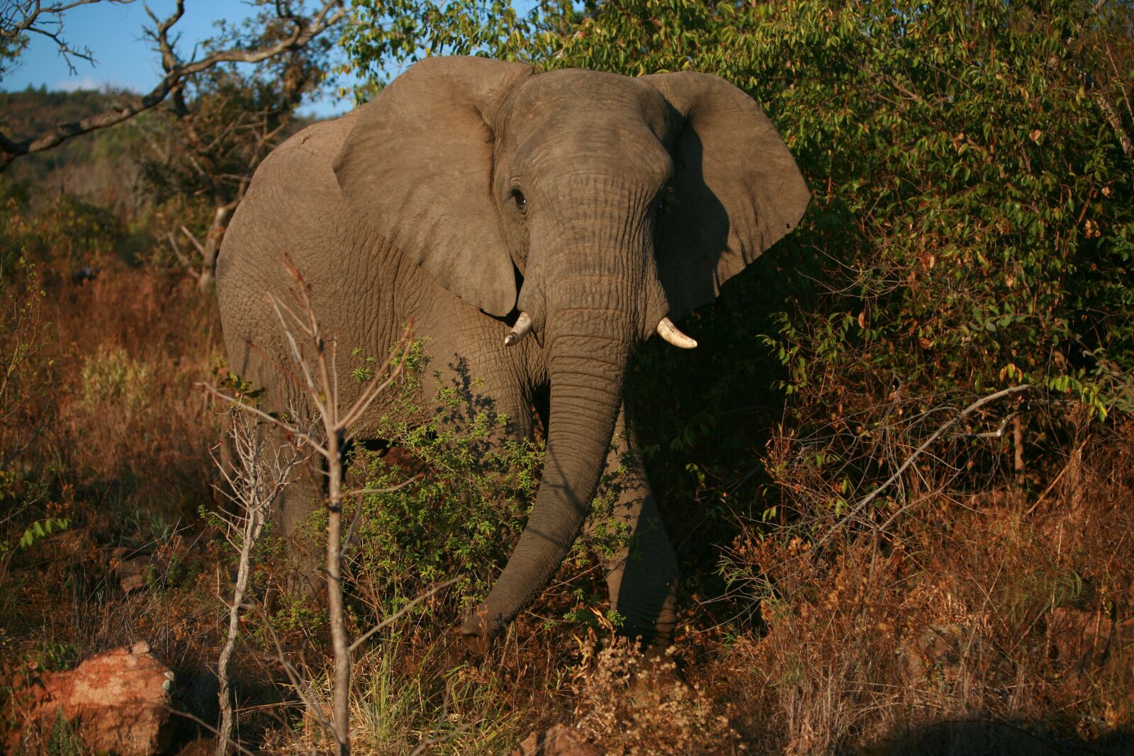 Canon EOS 5D sample photo. Elephant, africa, safari photography
