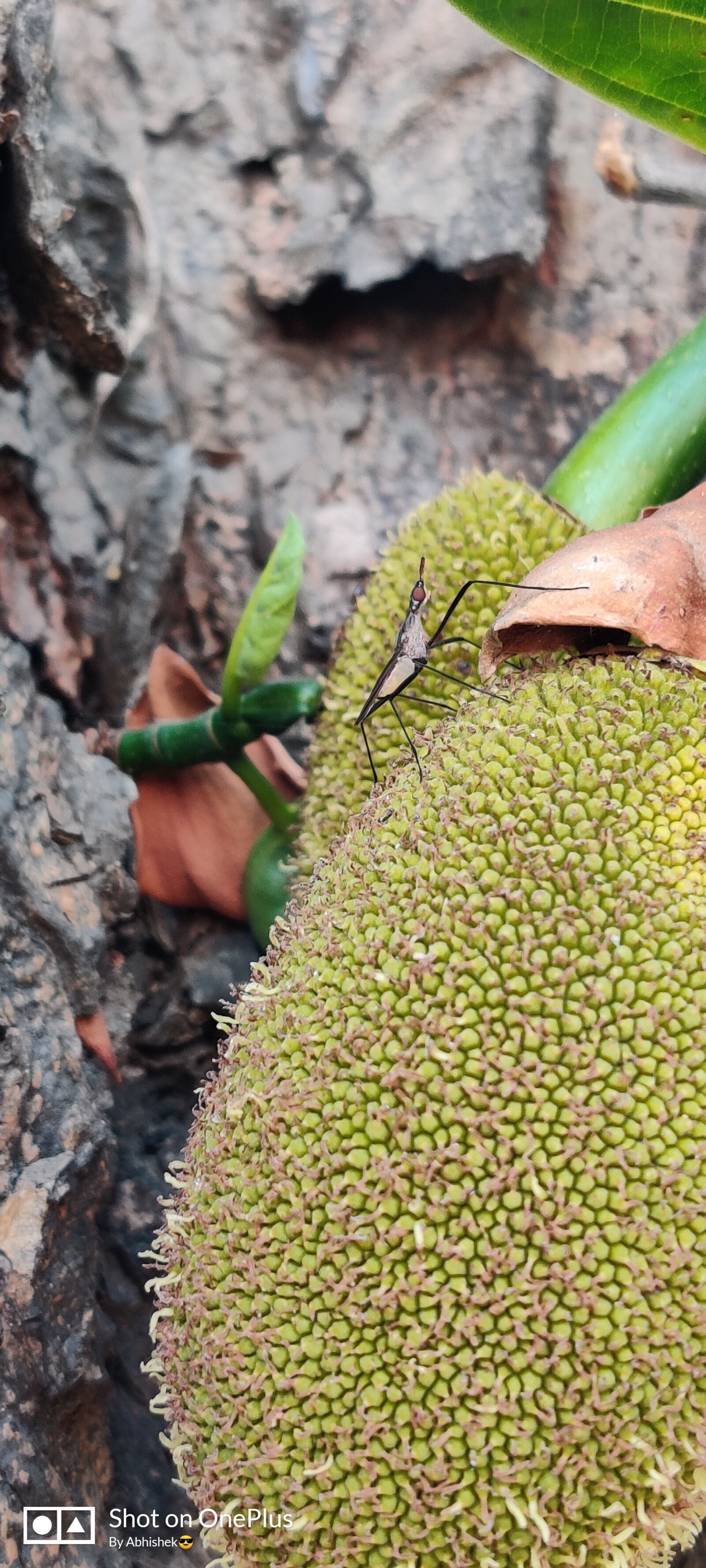 OnePlus HD1901 sample photo. Creature, jackfruit, focus photography